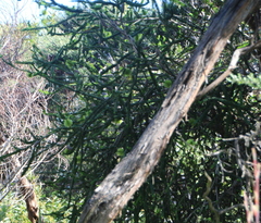 Melaleuca diosmifolia
