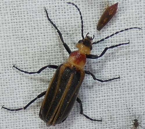 Pseudozonitis schaefferi