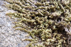 Homalothecium aureum