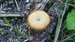 Lentinus flexipes