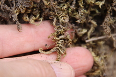 Homalothecium aureum