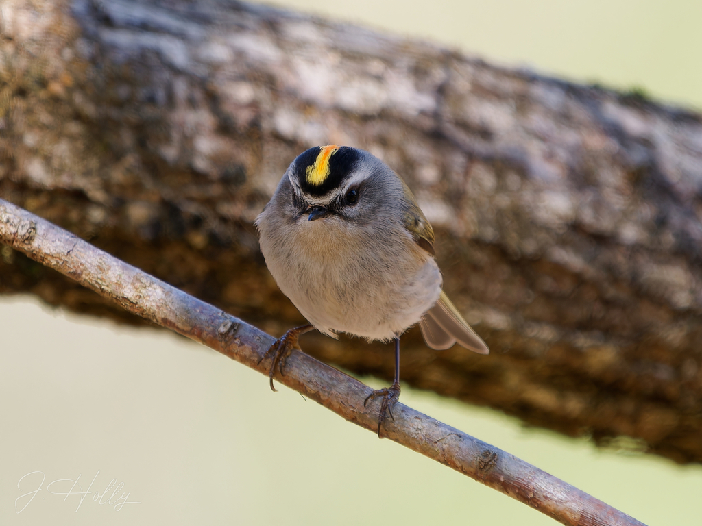 Golden-crowned Kinglet from Montgomery County, MD, USA on April 02 ...