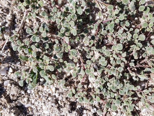 Tiquilia plicata, photograph 4
