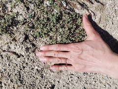 Tiquilia plicata, photograph Amy, CC BY, iNaturalist via GBIF