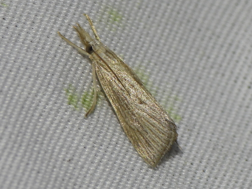 Wainscot Grass-veneer photo 3