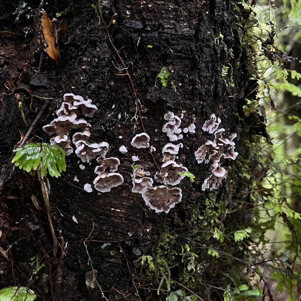 Chondrostereum purpureum · April 2023 · photo: © cristianriquelme (iNaturalist, cc-by)