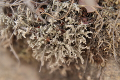 Cladonia cariosa