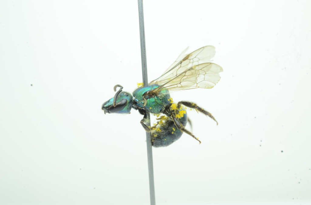 Augochlora quiriguensis