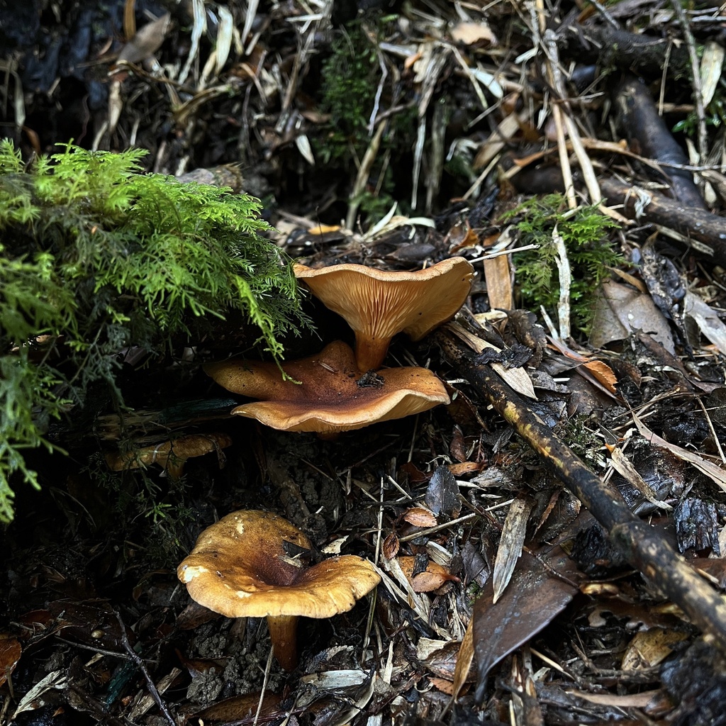 Hygrophoropsis aurantiaca · April 2023 · photo: © cristianriquelme (iNaturalist, cc-by)