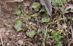 Targionia hypophylla