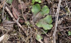 Targionia hypophylla