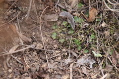 Targionia hypophylla