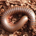 American Giant Millipede - Photo (c) Sam Kieschnick, some rights reserved (CC BY), uploaded by Sam Kieschnick