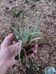 Tillandsia fasciculata