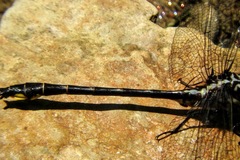 Phanogomphus quadricolor