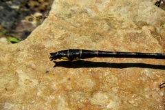 Phanogomphus quadricolor