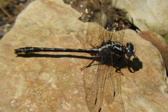 Phanogomphus quadricolor