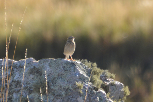 Hellmayr's Pipit (Anthus hellmayri), photo 9