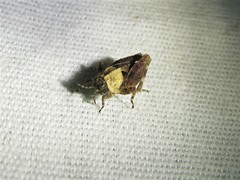 Paratettix mexicanus