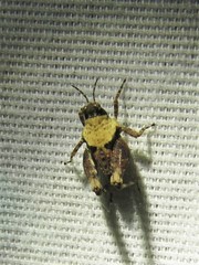 Paratettix mexicanus