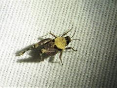 Paratettix mexicanus