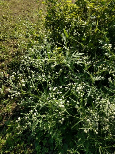 Parthenium hysterophorus