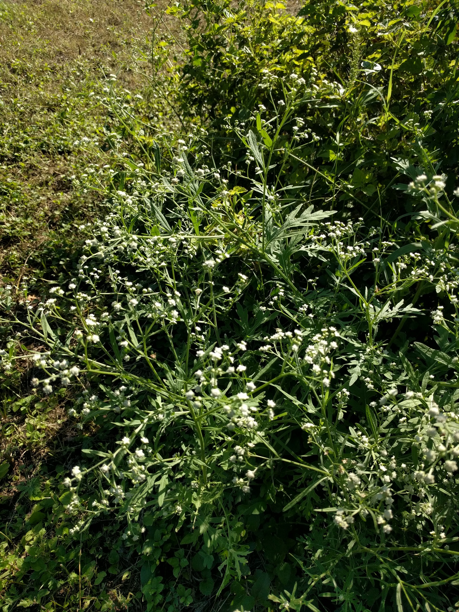 Santa Maria feverfew (Parthenium hysterophorus)  iNaturalist