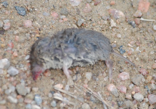 Cryptotis parvus
