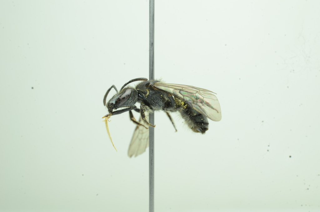 Augochlora chiriquiana