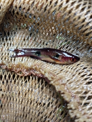 Clown Rasbora photo 4