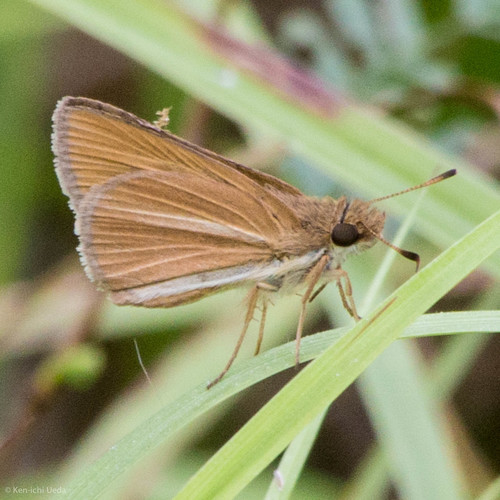 Pale-rayed Skipper
