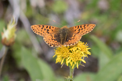 Boloria alaskensis