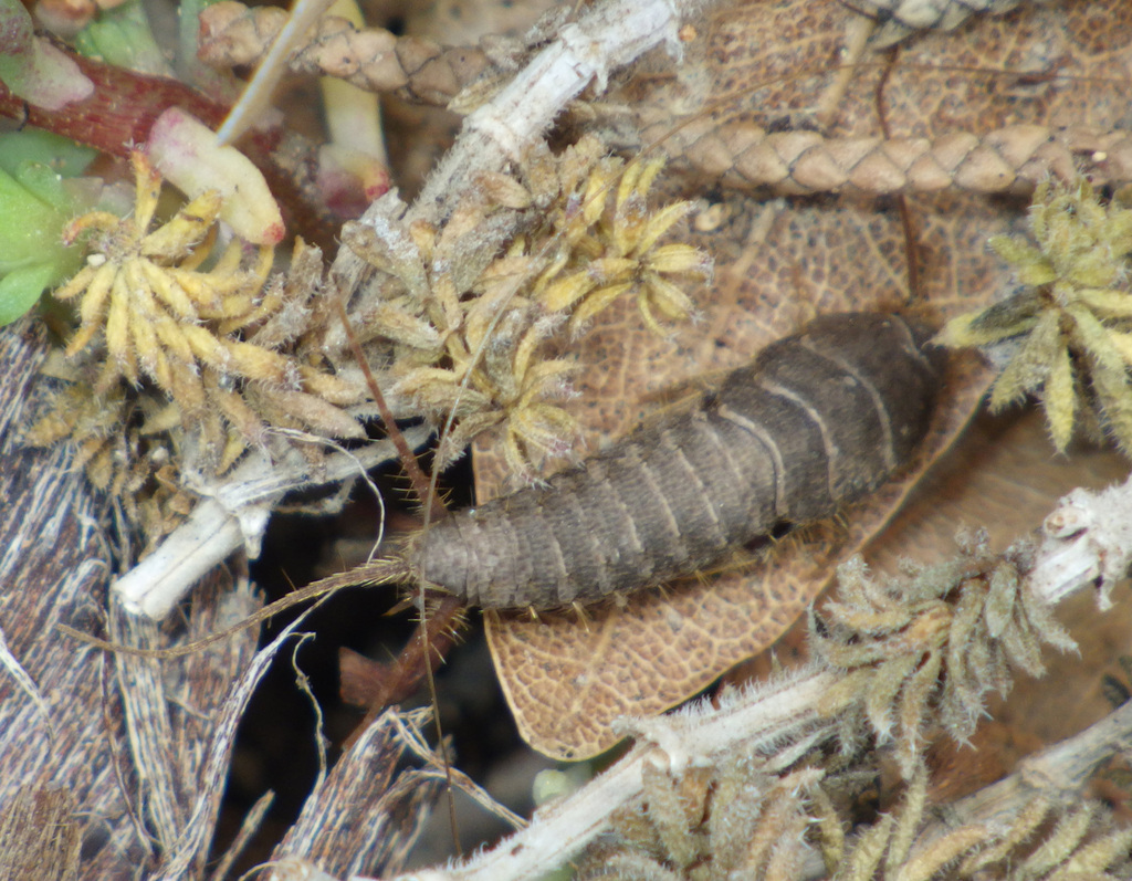 Allacrotelsa kraepelini
