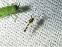 Coelotanypus tricolor