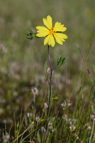 forked hareleaf (Lagophylla dichotoma)