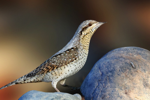 Eurasian Wryneck