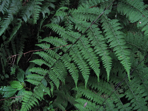 Acystopteris japonica iNat (3)