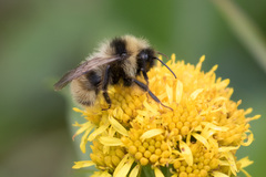 Bombus flavidus flavidus