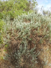 Olearia axillaris
