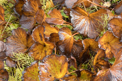 Boykinia richardsonii