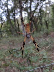 Trichonephila clavipes image