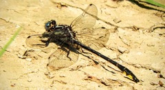 Phanogomphus quadricolor