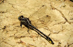 Phanogomphus quadricolor