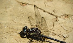 Phanogomphus quadricolor