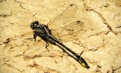 Phanogomphus quadricolor