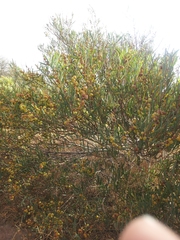 Acacia cupularis