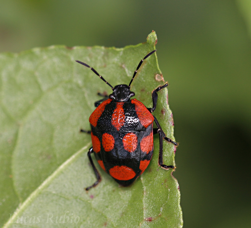 Stiretrus decastigmus