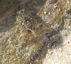 Isocladus armatus