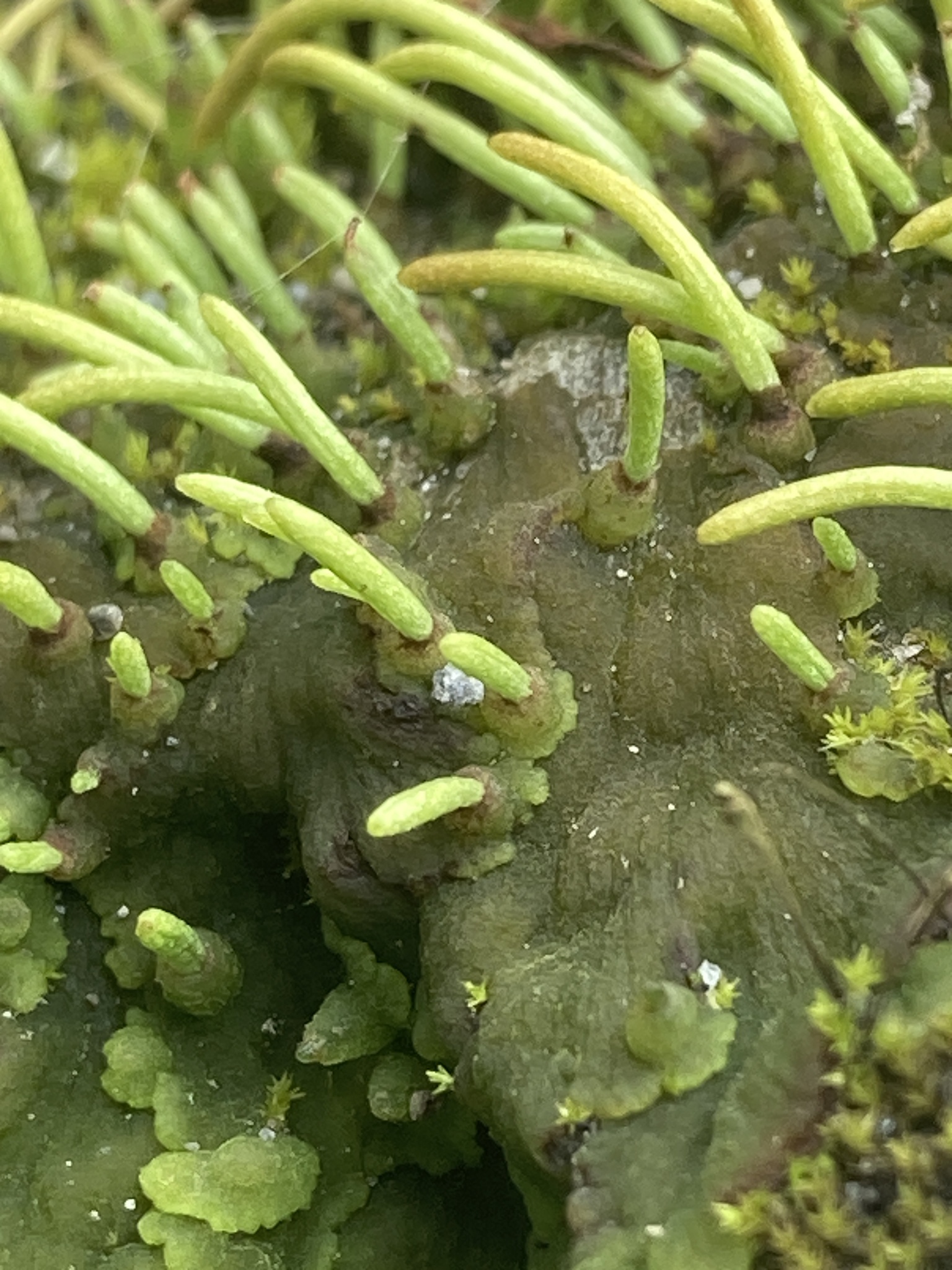 Leiosporocerotales