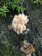 Hericium americanum